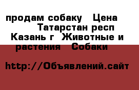продам собаку › Цена ­ 5 000 - Татарстан респ., Казань г. Животные и растения » Собаки   